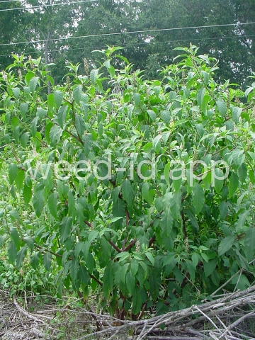 pokeweed, common